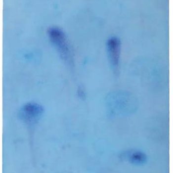 Myosotis,2015,acquarello su carta intelata,77x56cm